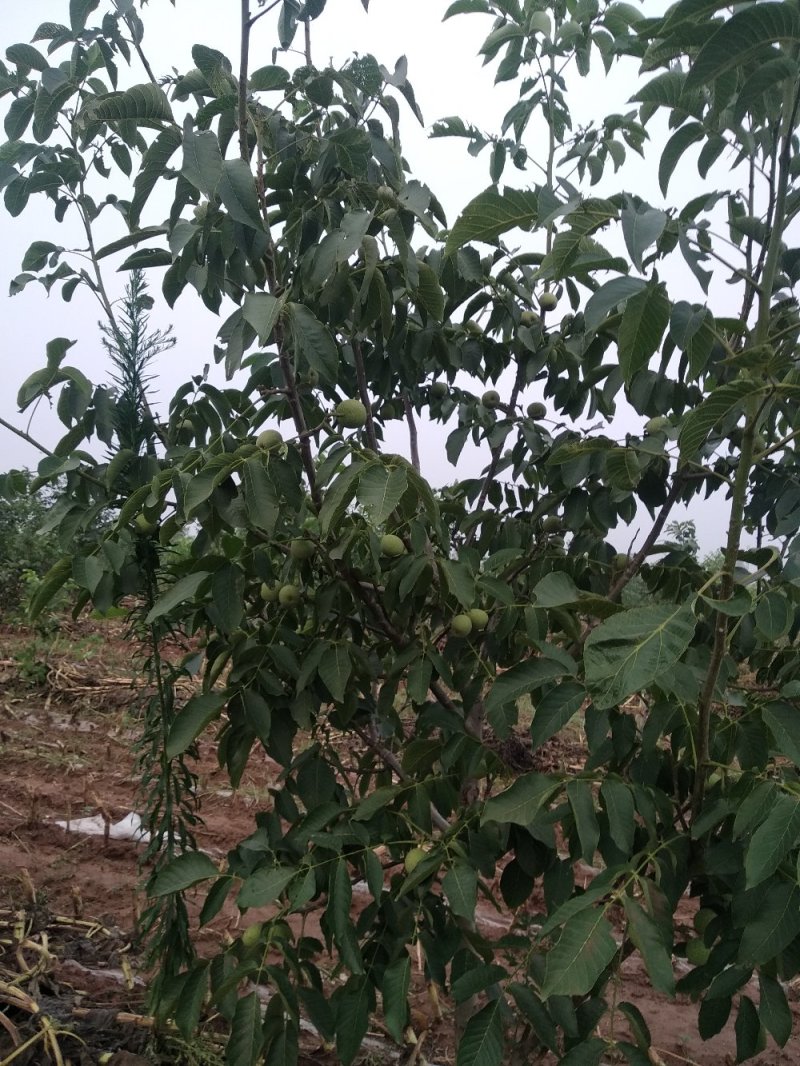 薄皮核桃树