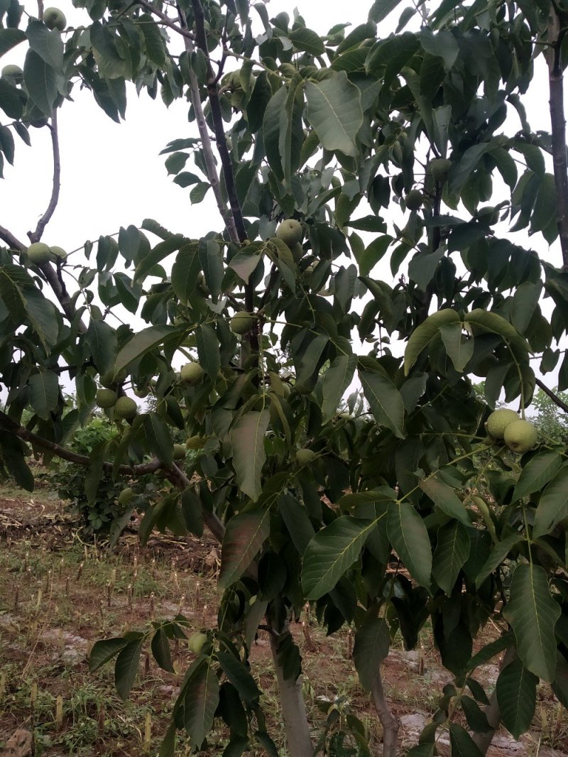 薄皮核桃树