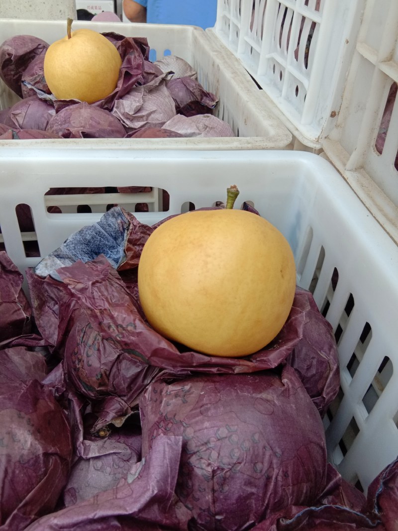精品光果圆黄梨，套袋圆黄梨，砀山产地，全国代发。