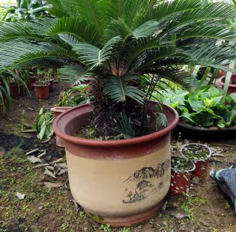 陶瓷花盆紫砂兰花盆特大号红陶大马陶瓷盆透气清仓家用包邮