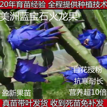 四季南美洲蓝宝石火龙果苗抗寒抗病可盆栽好吃蓝白肉