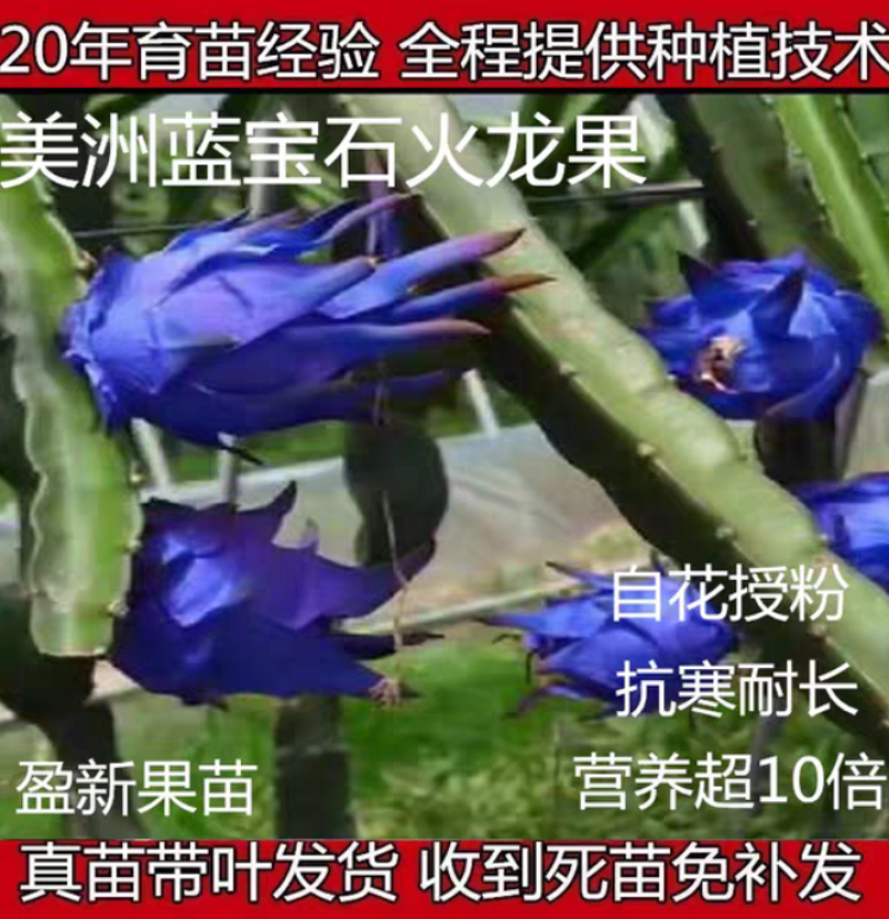 四季南美洲蓝宝石火龙果苗抗寒抗病可盆栽好吃蓝白肉
