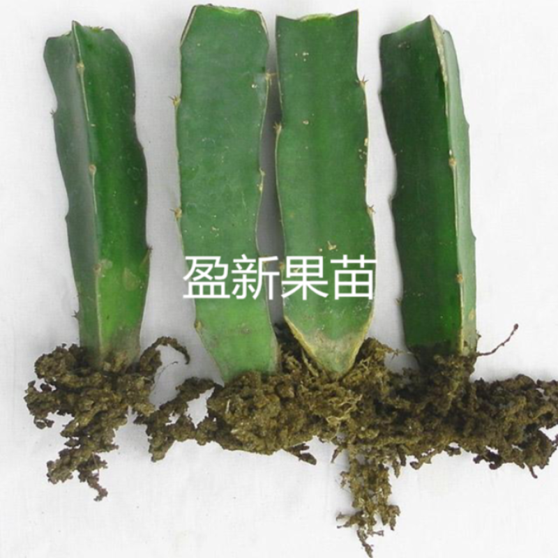 四季南美洲蓝宝石火龙果苗抗寒抗病可盆栽好吃蓝白肉