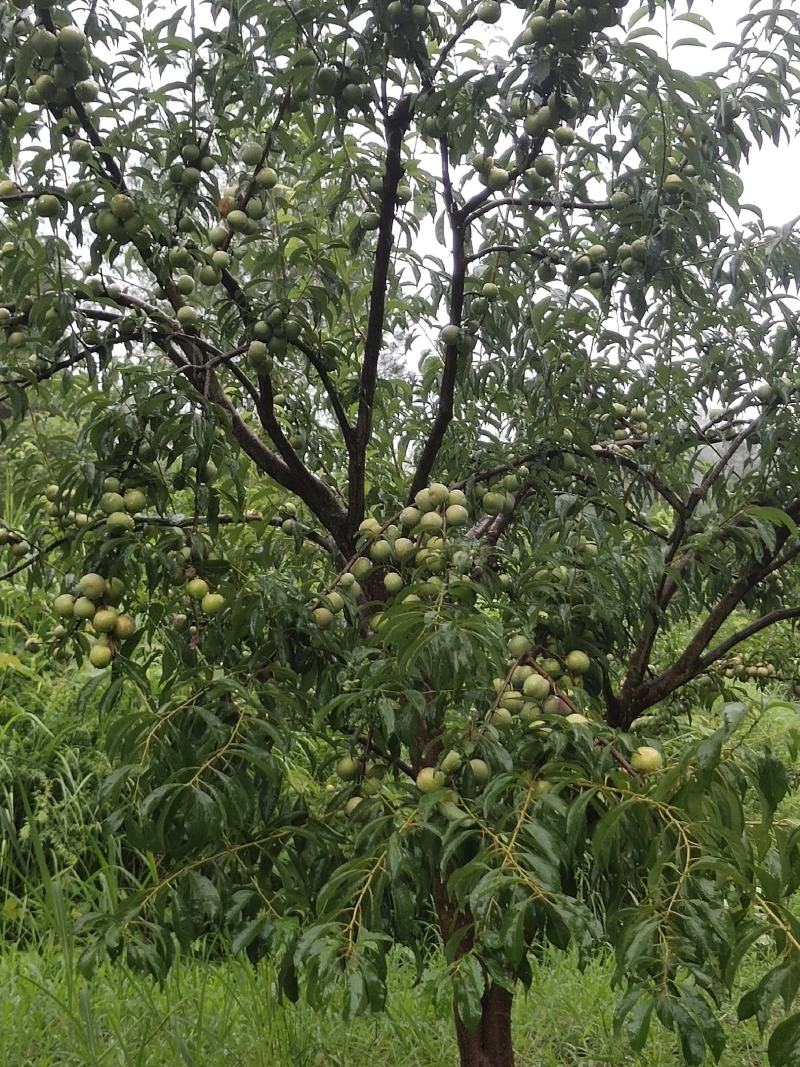 苍溪半边红茵红李基地直发电商货源大量出售