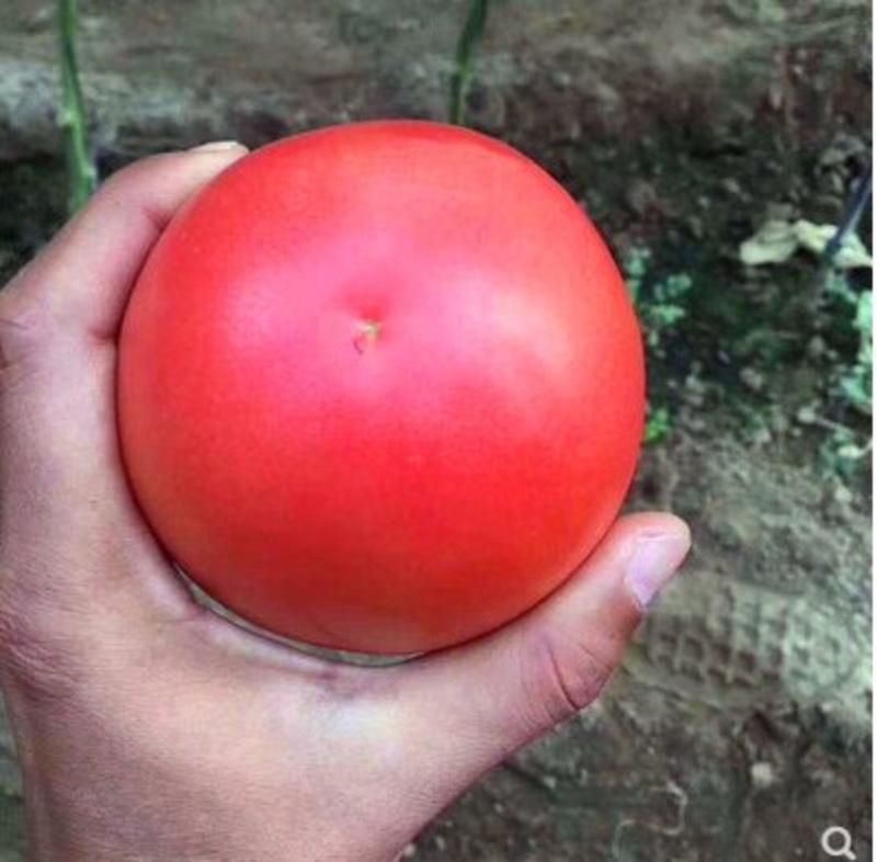 西红柿种子赛纳抗褪绿病毒耐热大果早熟亮粉番茄种子