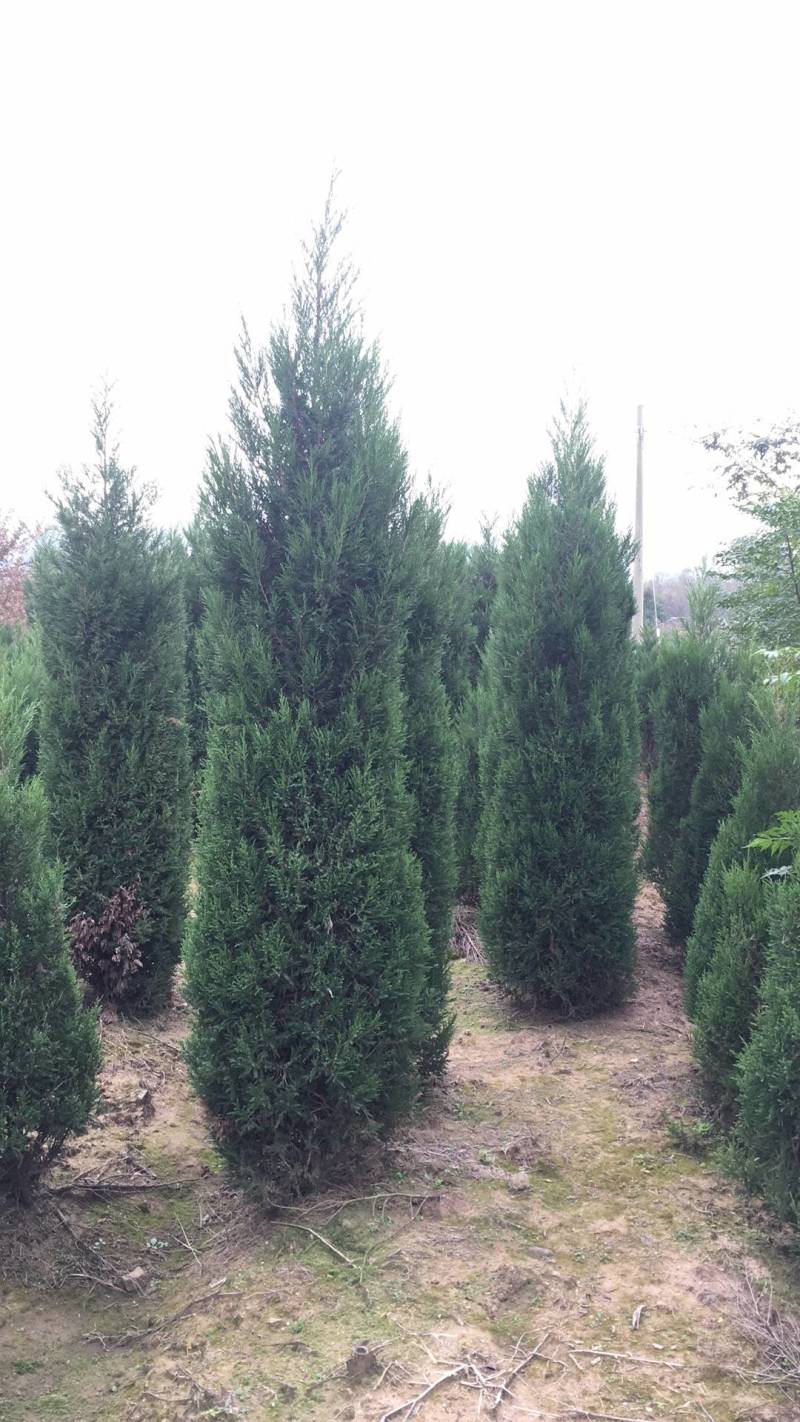 蜀桧苗圃基地基地直发现挖现发大量有货可视频看货欢迎联系