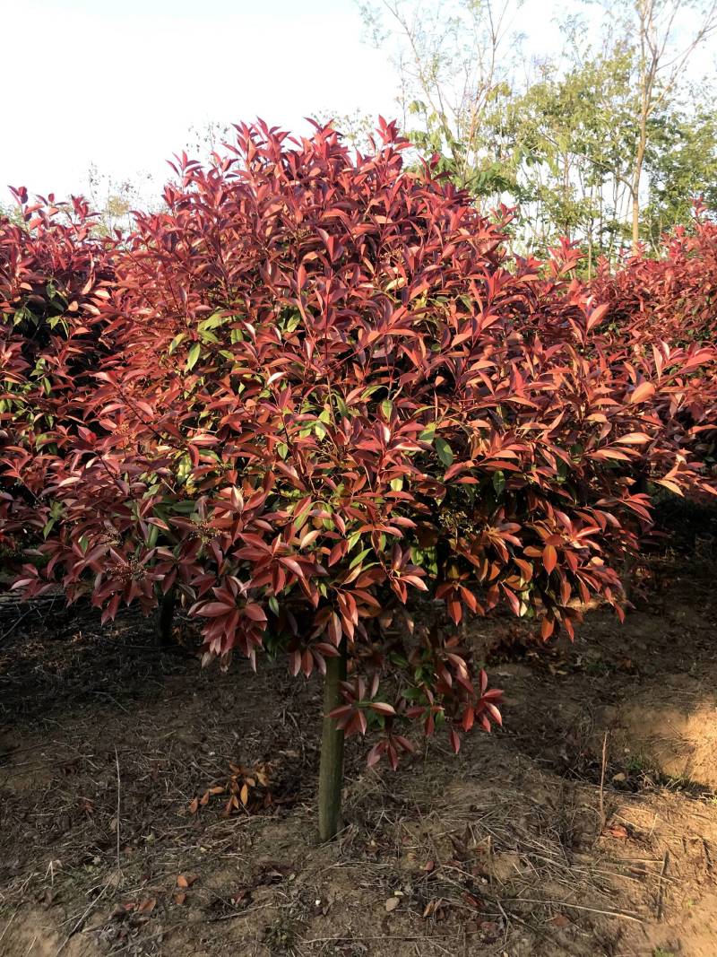 红叶石楠种植基地量大从优可视频看货欢迎老板电话联系