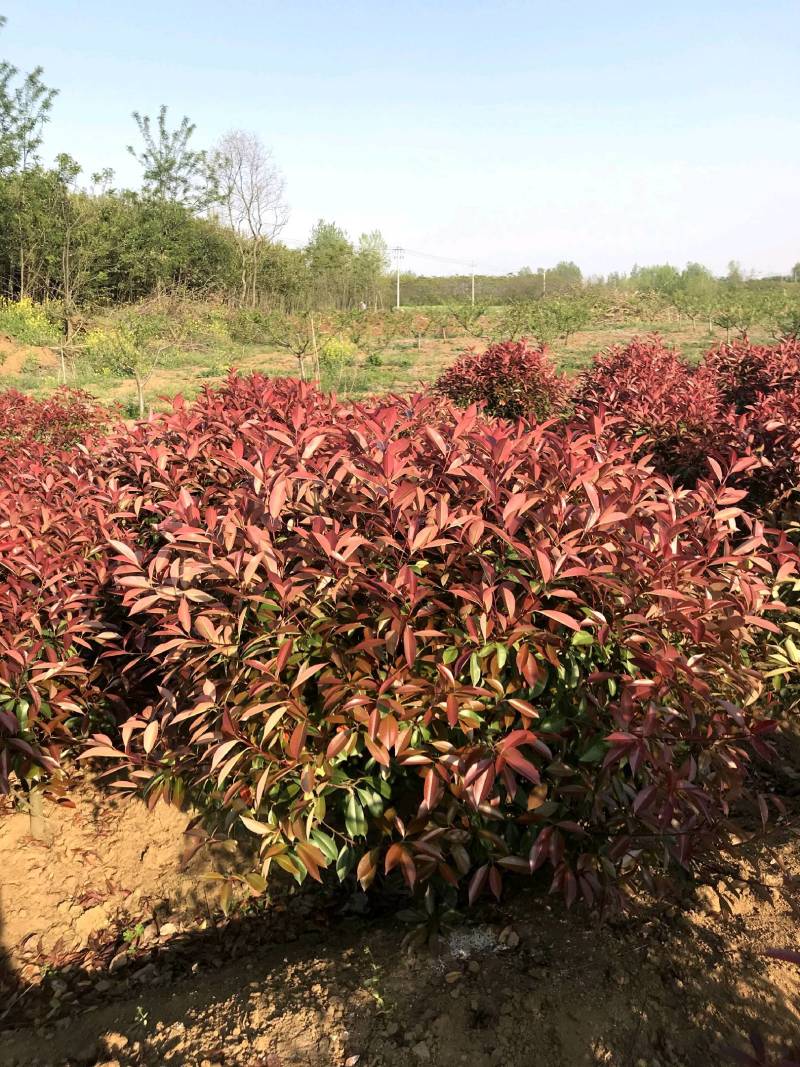 红叶石楠种植基地量大从优可视频看货欢迎老板电话联系