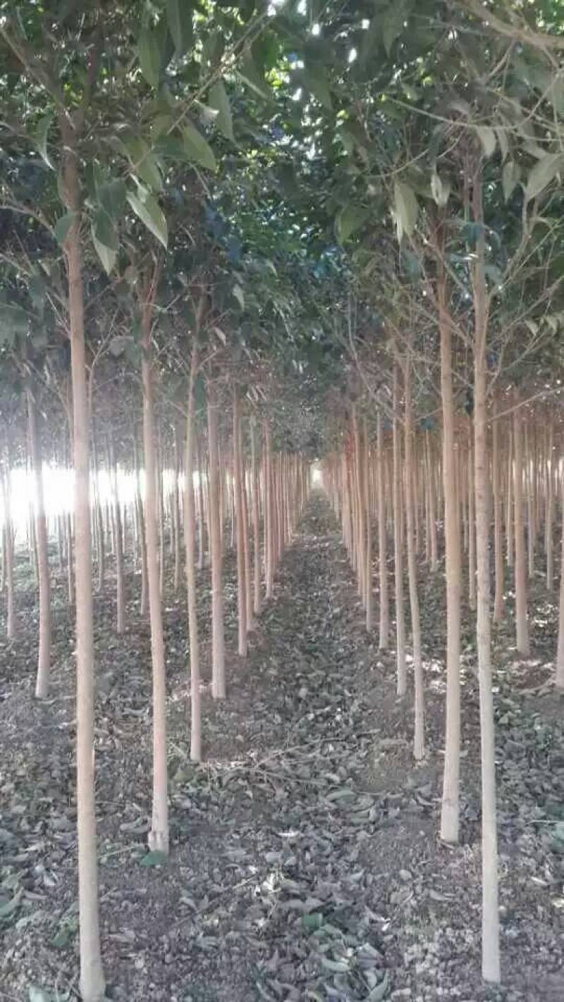 大叶女贞树存活率高可技术指导量大从优欢迎电话联系