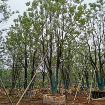 移栽多杆丛生全冠香樟直供自家苗圃基地直供