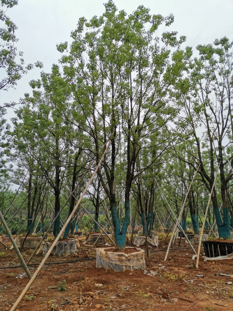 移栽多杆丛生全冠香樟直供自家苗圃基地直供