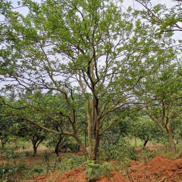 移栽丛生香泡移栽原生袋苗均有自家苗圃基地