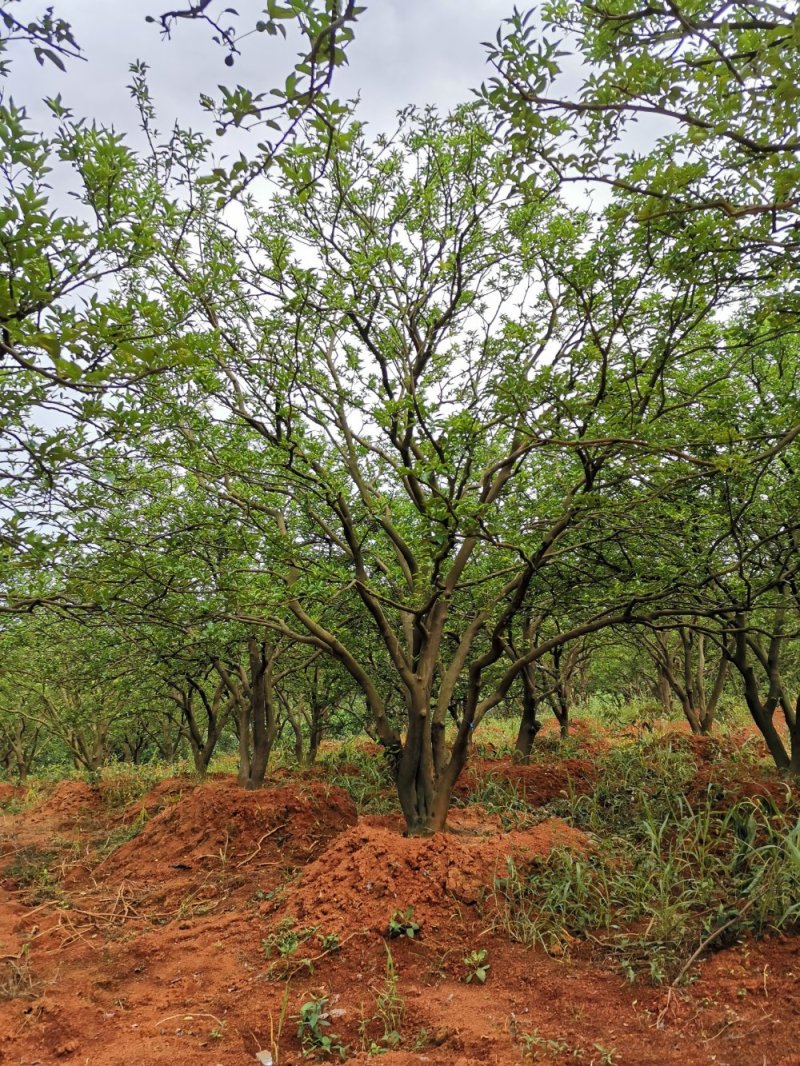 移栽丛生香泡移栽原生袋苗均有自家苗圃基地