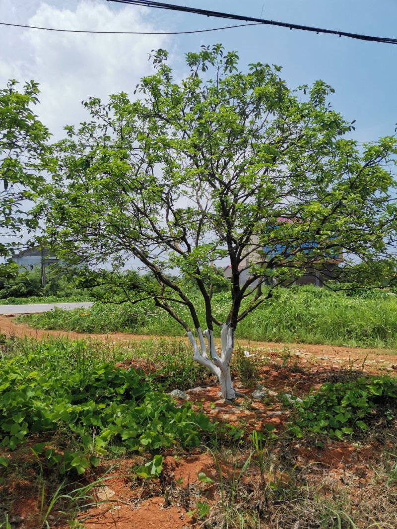 移栽丛生香泡移栽原生袋苗均有自家苗圃基地