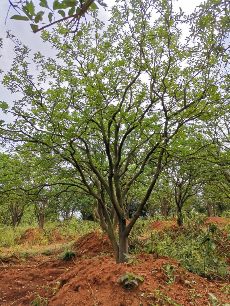 移栽丛生香泡移栽原生袋苗均有自家苗圃基地