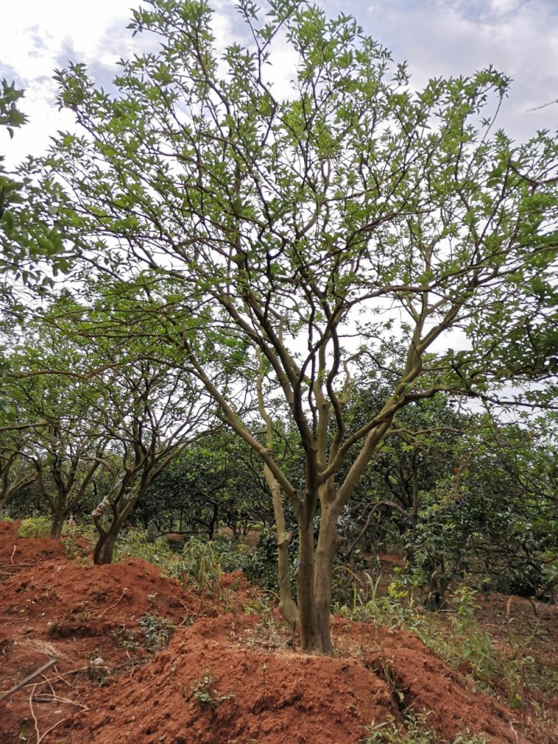 移栽丛生香泡移栽原生袋苗均有自家苗圃基地