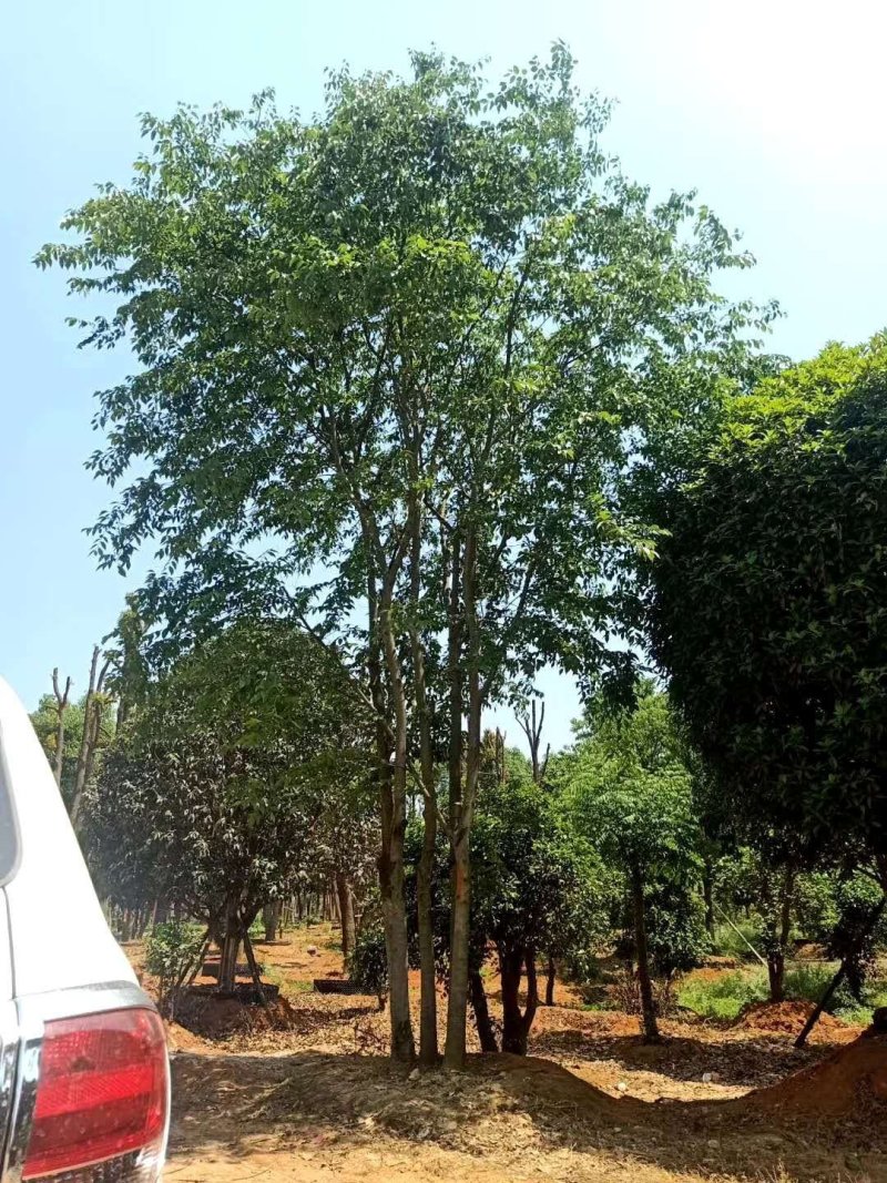 移栽丛生多杆朴树自家苗圃基地质量保证手续齐全
