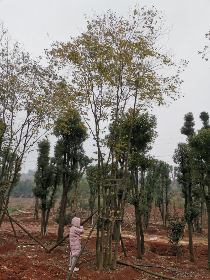 移栽丛生多杆朴树自家苗圃基地质量保证手续齐全