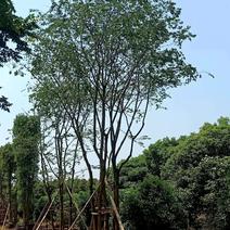 移栽丛生多杆朴树自家苗圃基地质量保证手续齐全