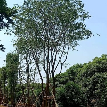 移栽丛生多杆朴树自家苗圃基地质量保证手续齐全