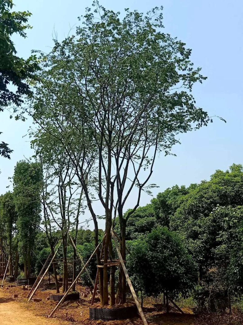 移栽丛生多杆朴树自家苗圃基地质量保证手续齐全