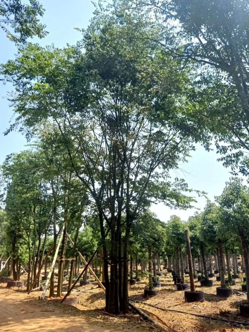 移栽丛生多杆朴树自家苗圃基地质量保证手续齐全
