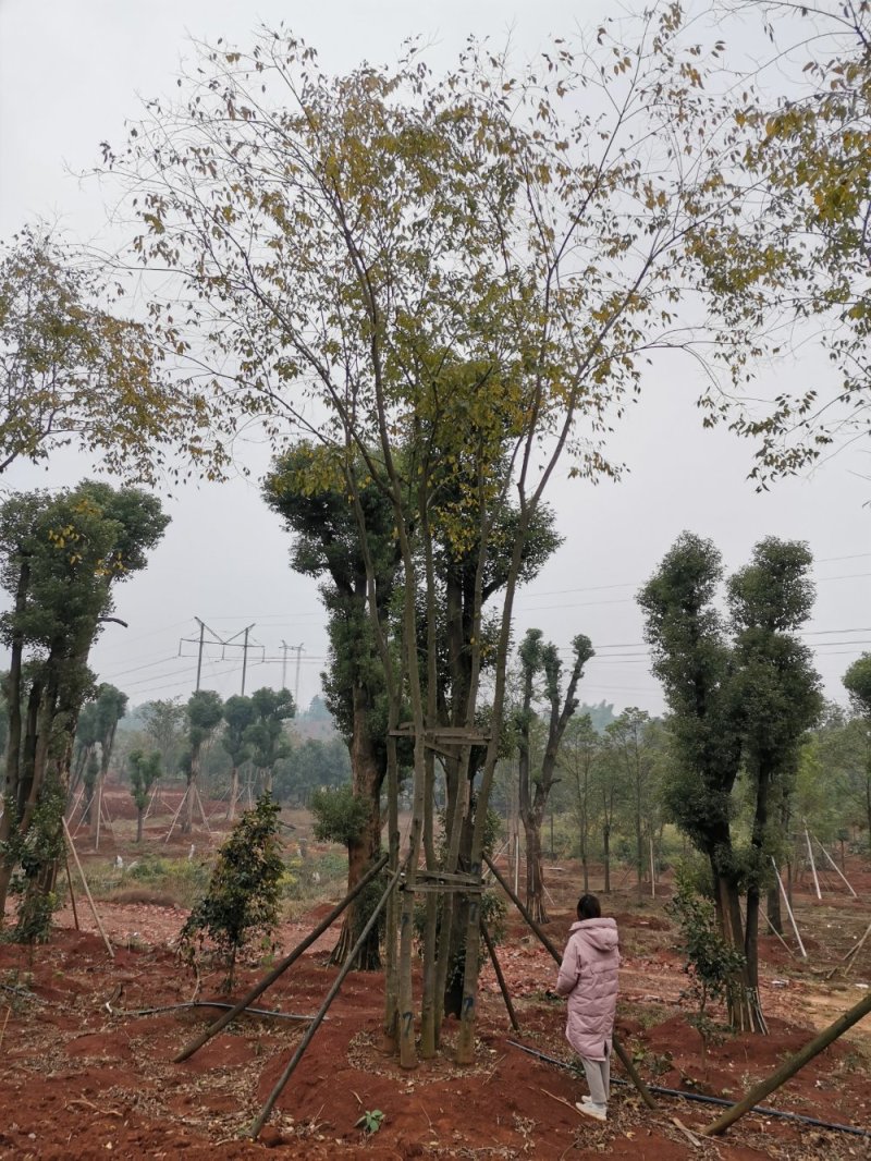 移栽丛生多杆朴树自家苗圃基地质量保证手续齐全