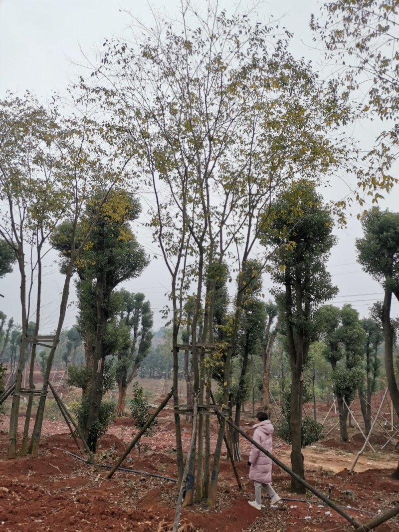 移栽丛生多杆朴树自家苗圃基地质量保证手续齐全