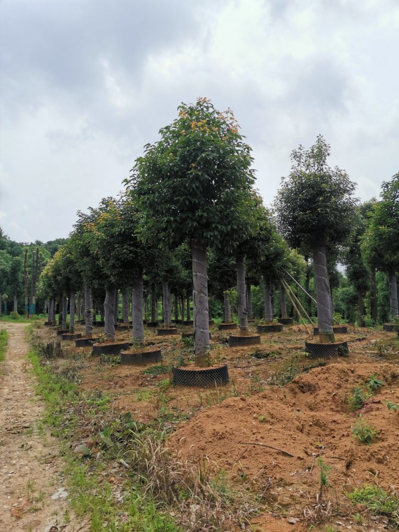15-20袋苗发帽移栽截杆香樟自家苗圃基地直供