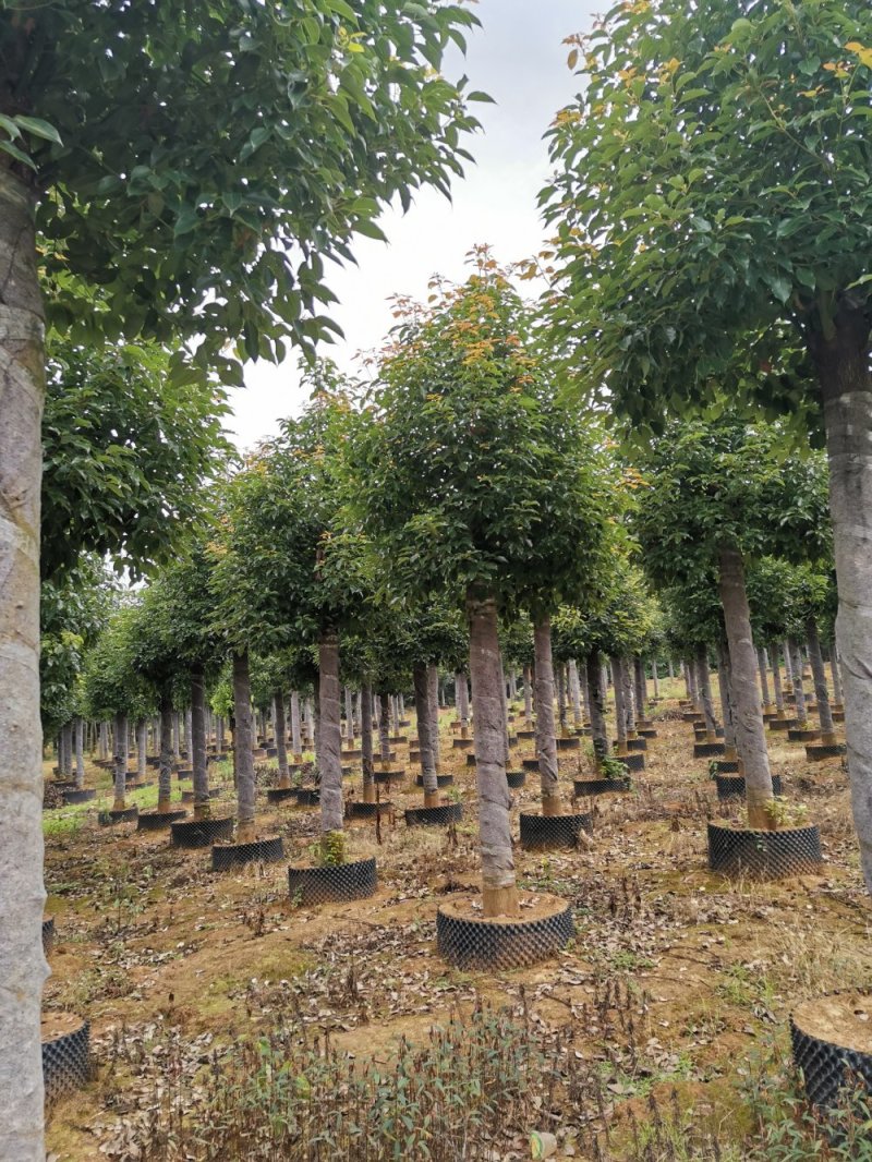 15-20袋苗发帽移栽截杆香樟自家苗圃基地直供