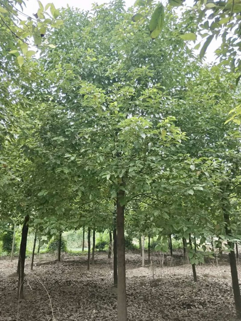 移栽10-12苗圃全冠香樟自家苗圃基地直供