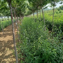 乐园苗木基地常年供应连翘，基地发货，可实地看苗