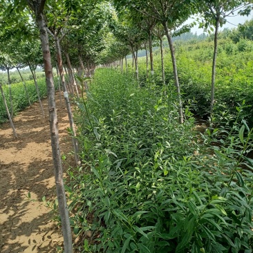 乐园苗木基地常年供应连翘，基地发货，可实地看苗