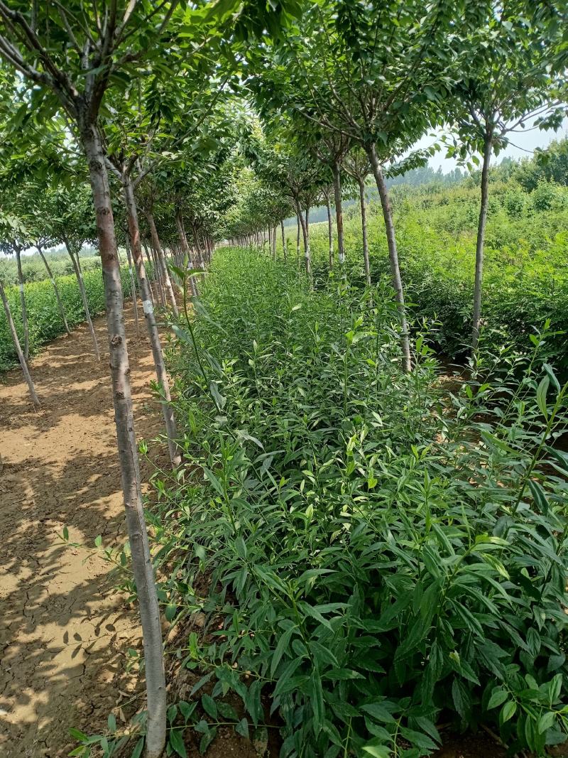 乐园苗木基地常年供应连翘，基地发货，可实地看苗