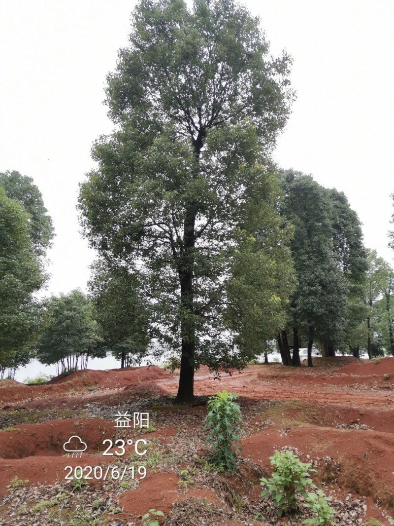 苗圃移栽30-50骨架香樟自家苗圃基地直供