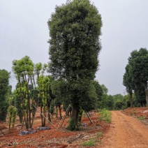 苗圃移栽30-50骨架香樟自家苗圃基地直供