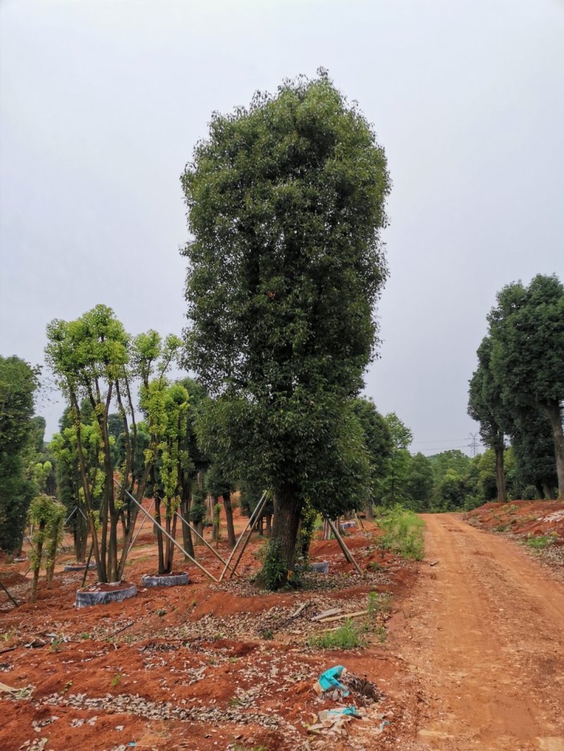 苗圃移栽30-50骨架香樟自家苗圃基地直供
