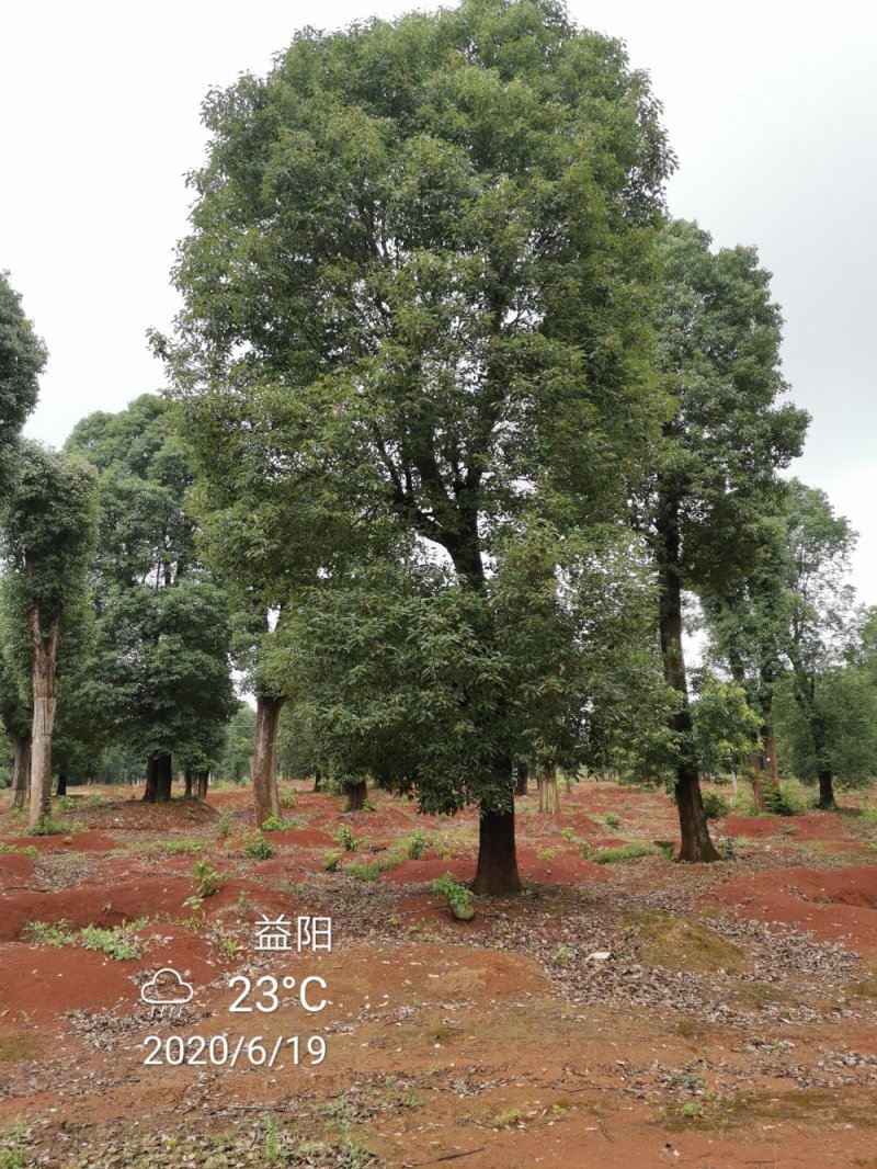 苗圃移栽30-50骨架香樟自家苗圃基地直供