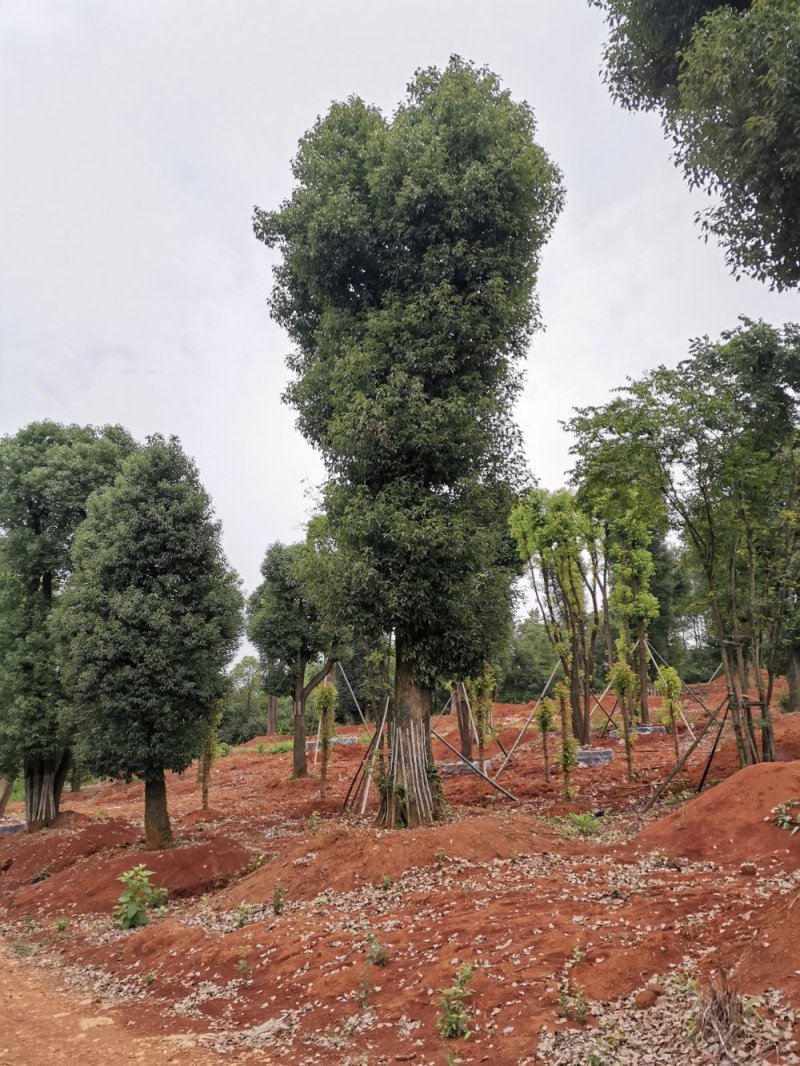 苗圃移栽30-50骨架香樟自家苗圃基地直供