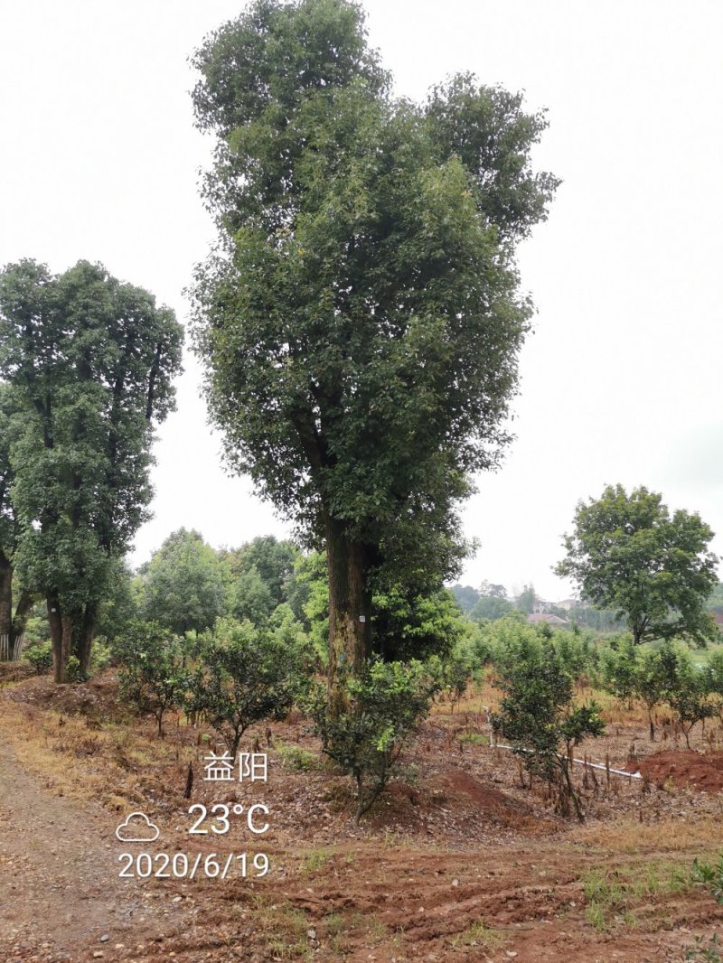 苗圃移栽30-50骨架香樟自家苗圃基地直供