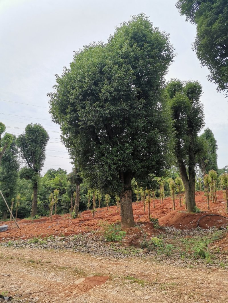 苗圃移栽30-50骨架香樟自家苗圃基地直供
