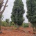 苗圃移栽30-50骨架香樟自家苗圃基地直供