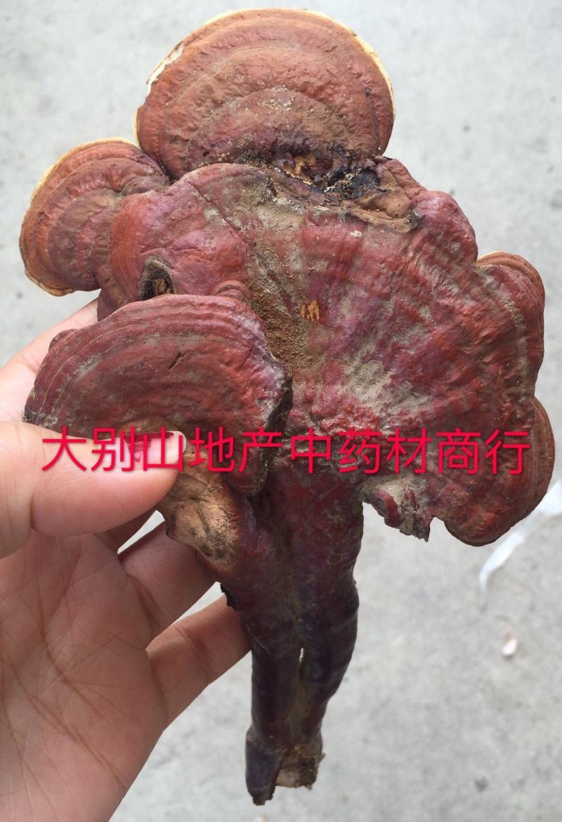 大别山野生灵芝，不是野生不要钱假一赔十，一手货源