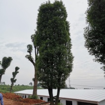 移栽骨架多杆香樟全冠香樟自家苗圃基地直供