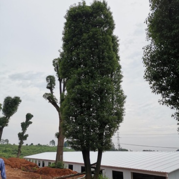 移栽骨架多杆香樟全冠香樟自家苗圃基地直供