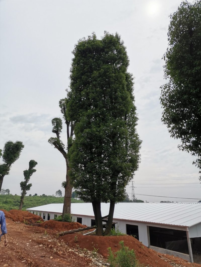 移栽骨架多杆香樟全冠香樟自家苗圃基地直供