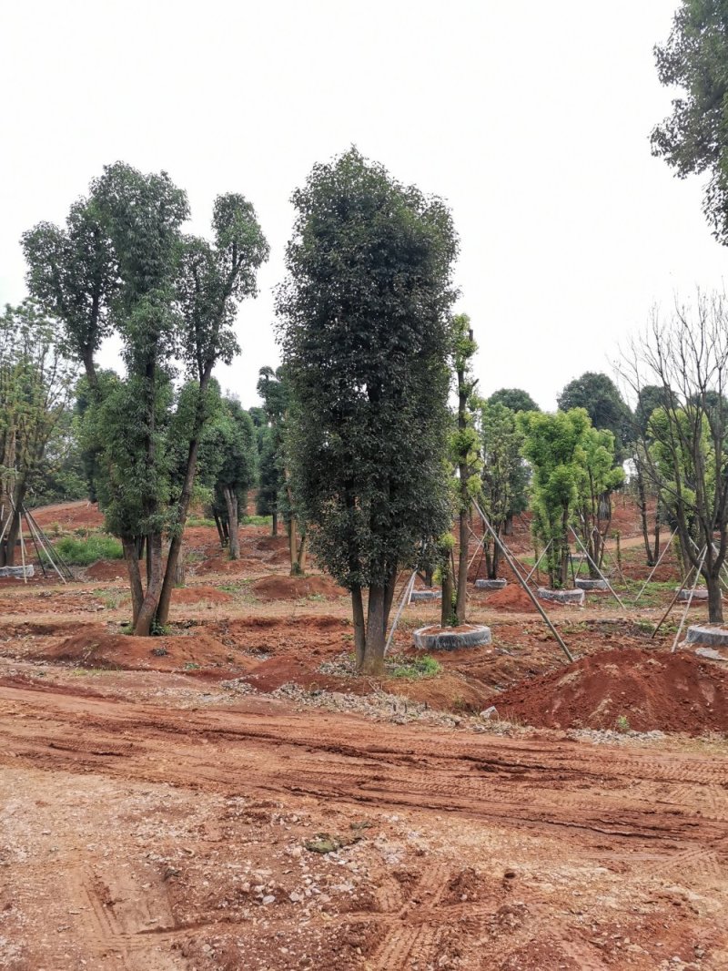移栽骨架多杆香樟全冠香樟自家苗圃基地直供