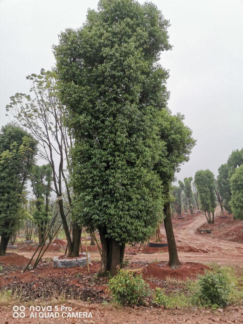 移栽骨架多杆香樟全冠香樟自家苗圃基地直供