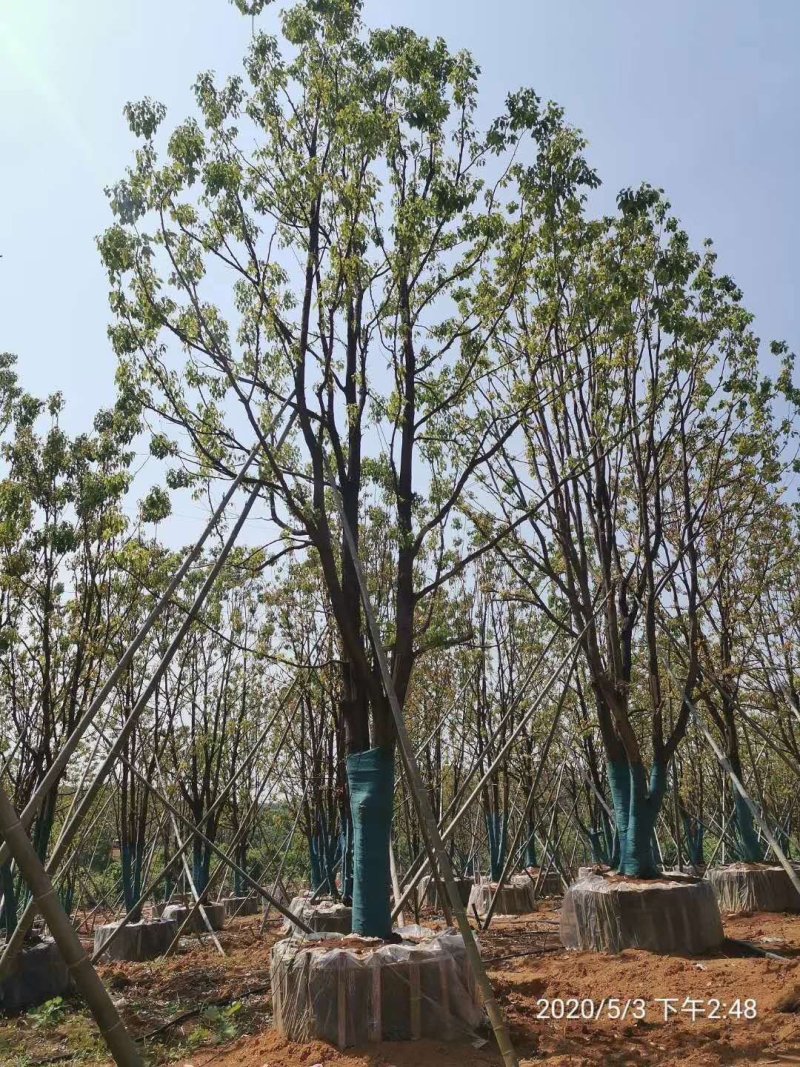 移栽丛生多杆全冠袋苗香樟自家苗圃基地直供