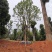 移栽丛生多杆全冠袋苗香樟自家苗圃基地直供